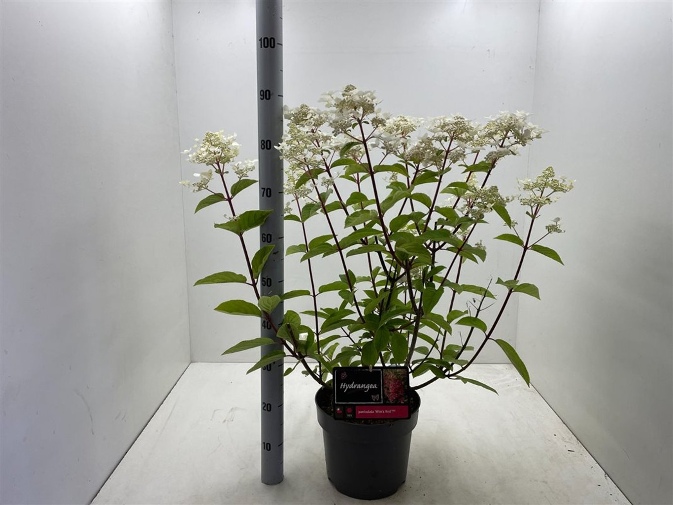 Hydrangea pan. 'Wim's Red' - C7,5